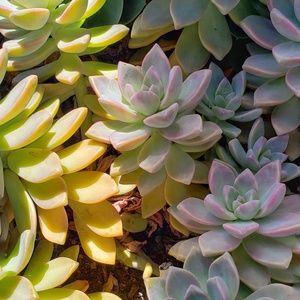 Meet your Posher, Dallas